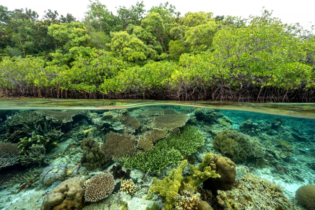 Pemahaman Pelestarian Mangrove untuk Ekosistem Pesisir