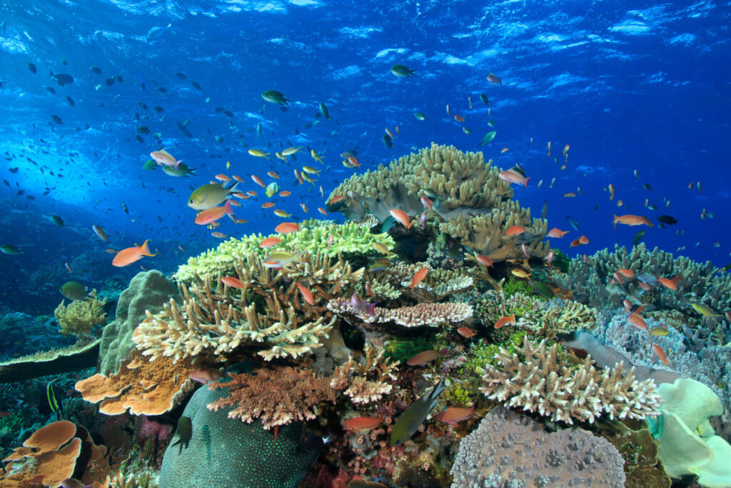 Terumbu Karang dan Ancaman Terhadap Ekosistem Laut